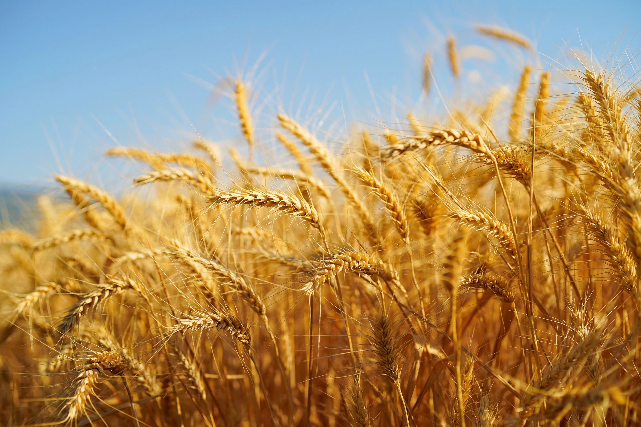 Golden wheat ears representing raw grain inputs