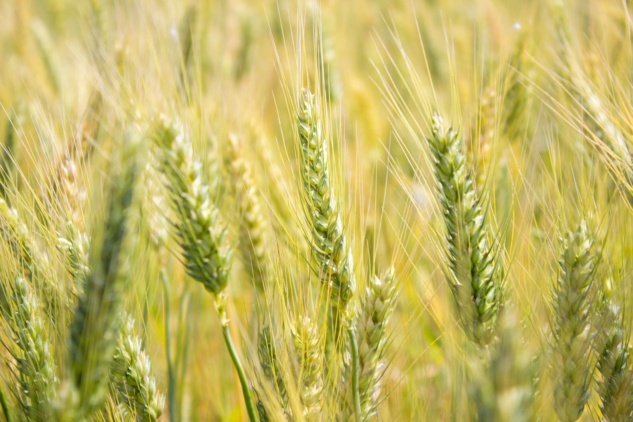 Wheat field representing agricultural sourcing